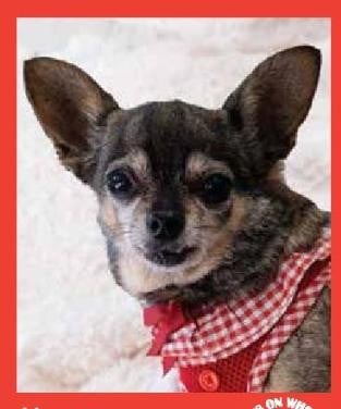 Maya — Pets on Wheels Hall of Fame