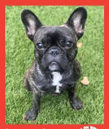 Princess Poppy — Pets on Wheels Hall of Fame