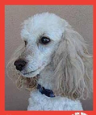 Sugar — Pets on Wheels Hall of Fame