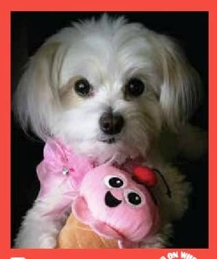 Zoe — Pets on Wheels Hall of Fame