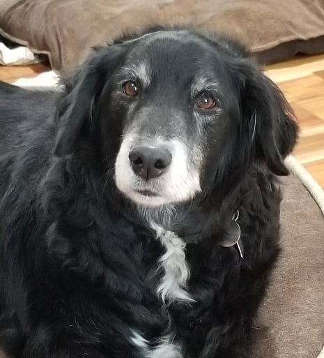 Roger — Pets on Wheels Hall of Fame
