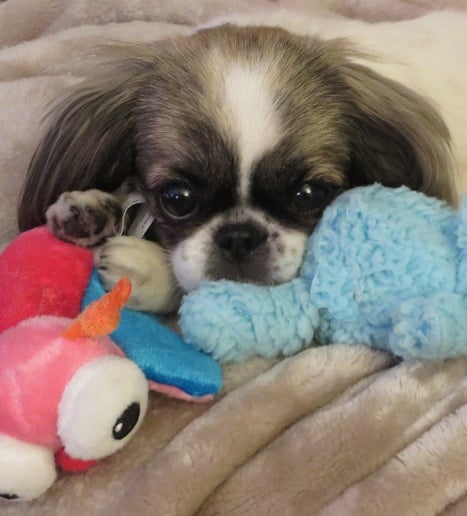 Munchkin — Pets on Wheels Hall of Fame