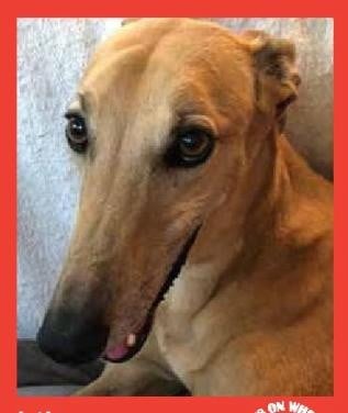 Lily — Pets on Wheels Hall of Fame