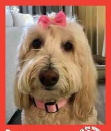 Posey — Pets on Wheels Hall of Fame