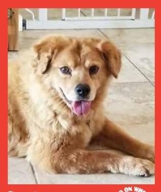 Rosie — Pets on Wheels Hall of Fame
