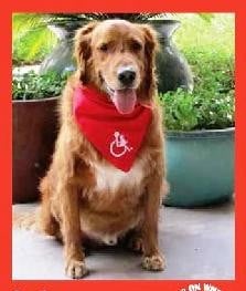 Duke — Pets on Wheels Hall of Fame