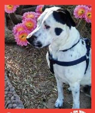 Ozzie — Pets on Wheels Hall of Fame