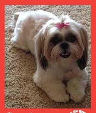 Chanel — Pets on Wheels Hall of Fame