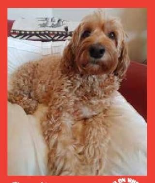 Charlie — Pets on Wheels Hall of Fame