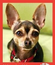 Wendy Wu — Pets on Wheels Hall of Fame