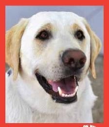 Cooper — Pets on Wheels Hall of Fame