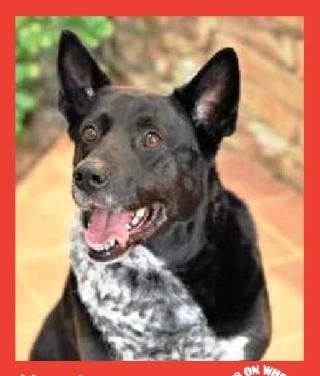Maxine — Pets on Wheels Hall of Fame