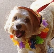 Darmok — Pets on Wheels Hall of Fame