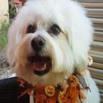 Henry — Pets on Wheels Hall of Fame