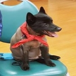 Dodger — Pets on Wheels Hall of Fame