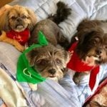 Bentley, Grayson and Winston (The Three Amigos) — Pets on Wheels Hall of Fame