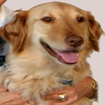 Missy — Pets on Wheels Hall of Fame