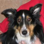 Pepper — Pets on Wheels Hall of Fame