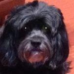 Riley — Pets on Wheels Hall of Fame