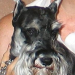Casey — Pets on Wheels Hall of Fame