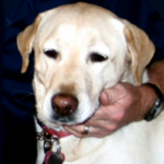 Jasmine — Pets on Wheels Hall of Fame