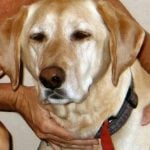 Roxy — Pets on Wheels Hall of Fame