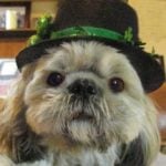 Ziggy — Pets on Wheels Hall of Fame