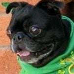 Herschell — Pets on Wheels Hall of Fame