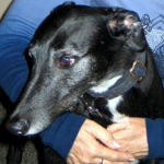 Pepper — Pets on Wheels Hall of Fame