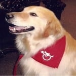 Murphy — Pets on Wheels Hall of Fame