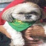 Paladin — Pets on Wheels Hall of Fame
