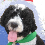 Willie — Pets on Wheels Hall of Fame