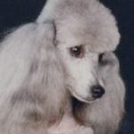 Clyde — Pets on Wheels Hall of Fame