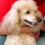 Phoenix — Pets on Wheels Hall of Fame