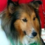 Mackenzie — Pets on Wheels Hall of Fame