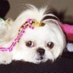 Amber — Pets on Wheels Hall of Fame