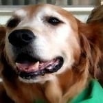 Chester — Pets on Wheels Hall of Fame