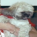 Chipper — Pets on Wheels Hall of Fame