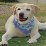 Grizzly — Pets on Wheels Hall of Fame