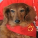 Naomi — Pets on Wheels Hall of Fame
