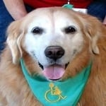 Shayna — Pets on Wheels Hall of Fame