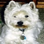 Cody — Pets on Wheels Hall of Fame