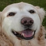 Zach — Pets on Wheels Hall of Fame
