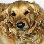 Kayla — Pets on Wheels Hall of Fame