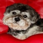 Ricky — Pets on Wheels Hall of Fame