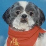 Oreo — Pets on Wheels Hall of Fame