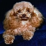 Ralf — Pets on Wheels Hall of Fame