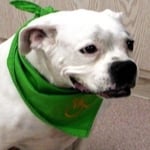 Elsie — Pets on Wheels Hall of Fame