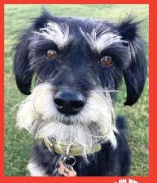 Abby — Pets on Wheels Hall of Fame