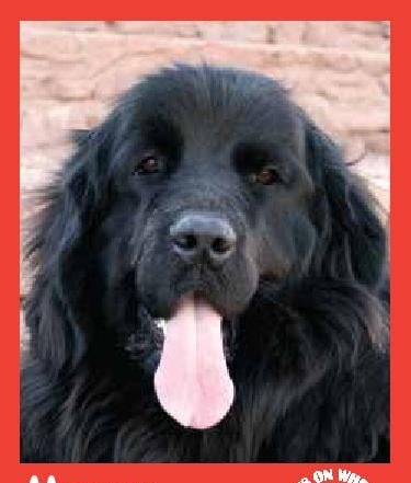 Mason — Pets on Wheels Hall of Fame